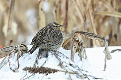 Western Meadowlark