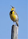 Western Meadowlarkborder=
