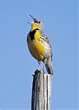 Western Meadowlark