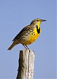 Western Meadowlark