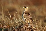 Western Meadowlark