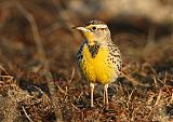 Western Meadowlark