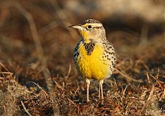 Western Meadowlark