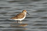 Western Sandpiper