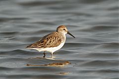 Western Sandpiper