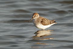 Western Sandpiper