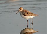 Western Sandpiper