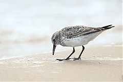 Western Sandpiper