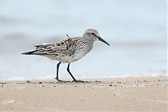 Western Sandpiper