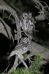 Western Screech-Owl