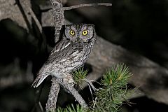 Western Screech-Owl