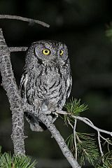 Western Screech-Owl