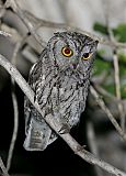 Western Screech-Owl