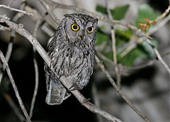 Western Screech-Owl