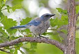 Woodhouse's Scrub-Jayborder=