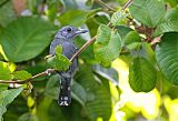 Black-crowned Antshrike