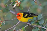 Western Tanager