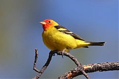 Western Tanager