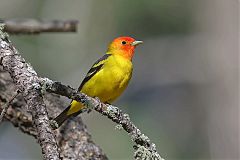 Western Tanager