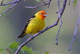 Western Tanager