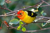 Western Tanager