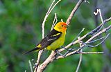 Western Tanager