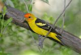 Western Tanager