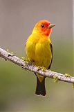 Western Tanager