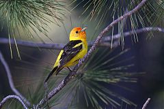 Western Tanager