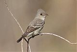 Western Wood-Pewee