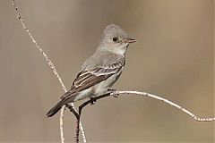 Western Wood-Pewee