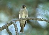 Western Wood-Pewee