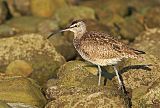 Whimbrelborder=