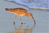 Whimbrel