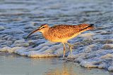 Whimbrel