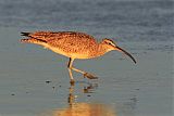 Whimbrelborder=