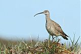 Whimbrelborder=