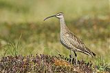 Whimbrel