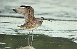 Whimbrel