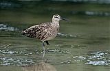 Whimbrel