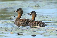 White-backed Duck