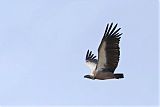 White-backed Vulture