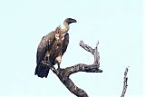 White-backed Vulture