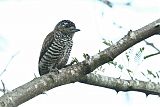 White-barred Piculet