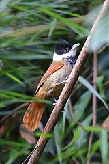 White-bearded Antshrike