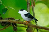 White-bearded Manakin