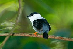 White-bearded Manakin