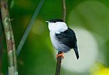 White-bearded Manakin