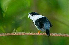 White-bearded Manakin