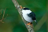 White-bearded Manakin